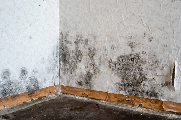 Best Local Mold Removal Service  in Wakefield, MI